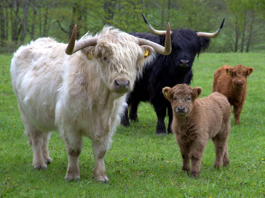 cattle-breeding-software-zooeasy