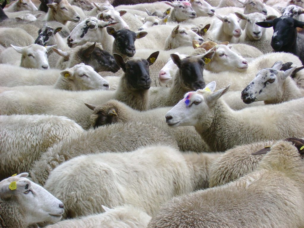Sheep breeding software ZooEasy