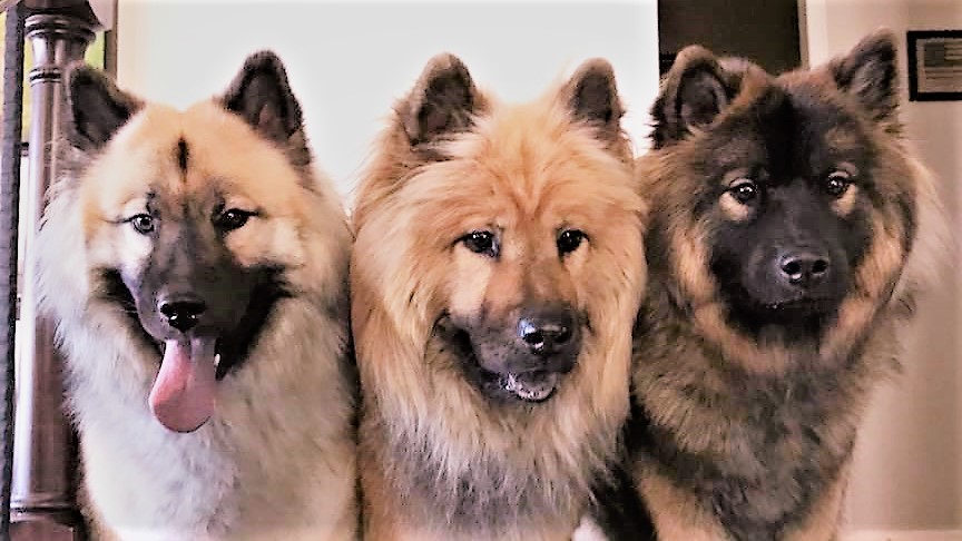 Eurasier eurasier