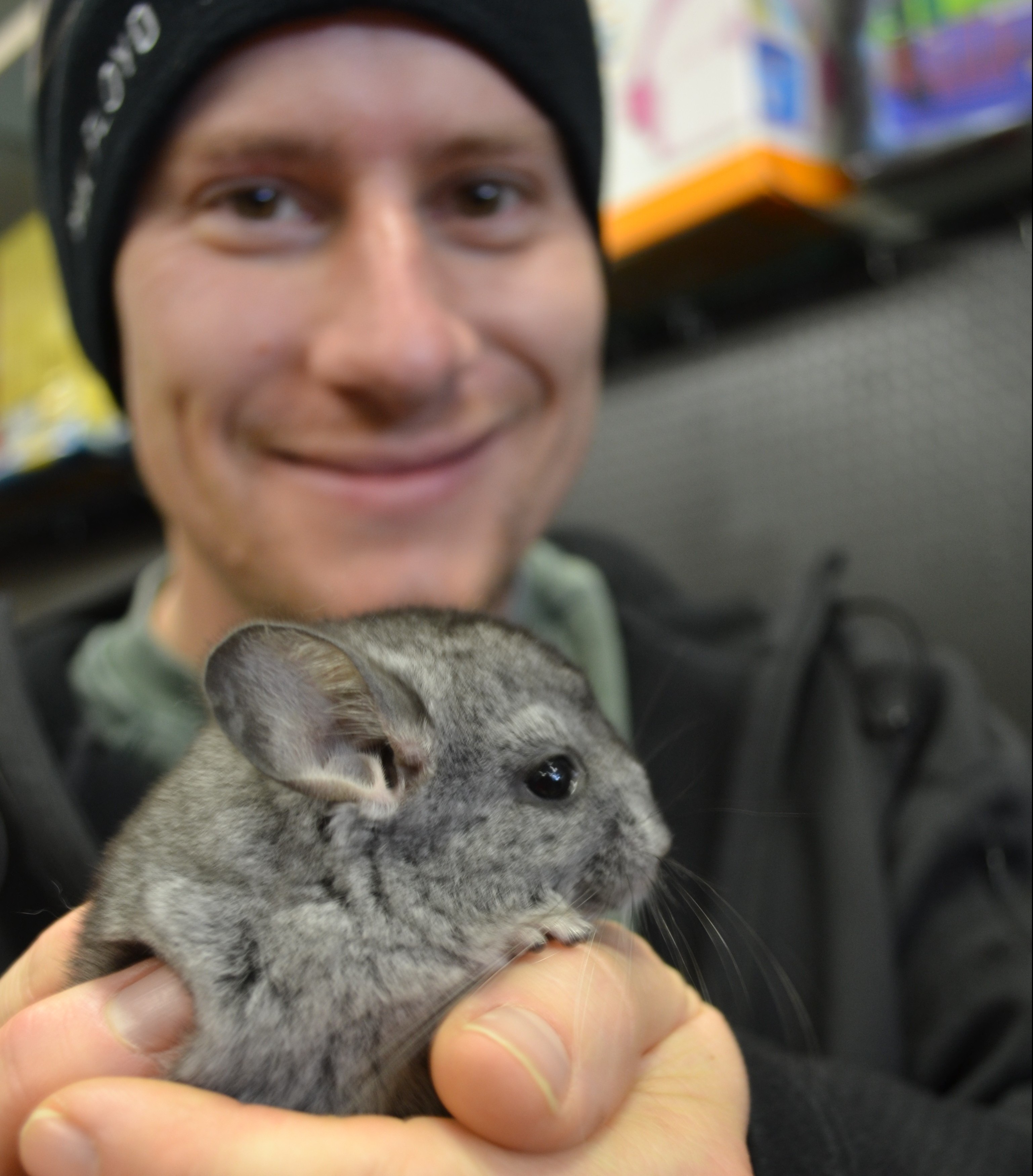 Breeding chinchillas