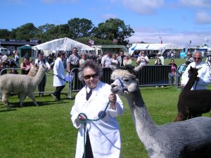 Llama show