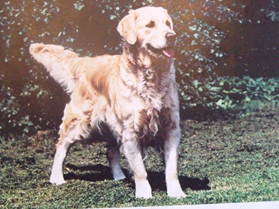 Largest Dutch databank of Golden Retrievers now in use