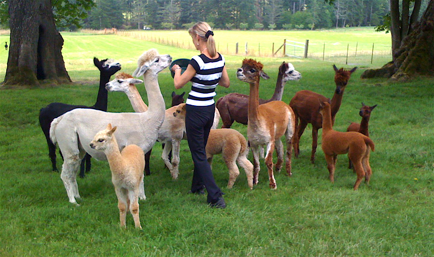 Breeding alpacas