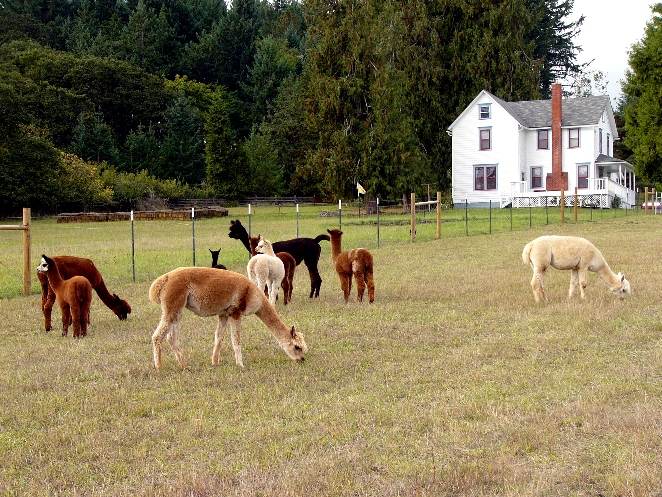 Breeding alpacas