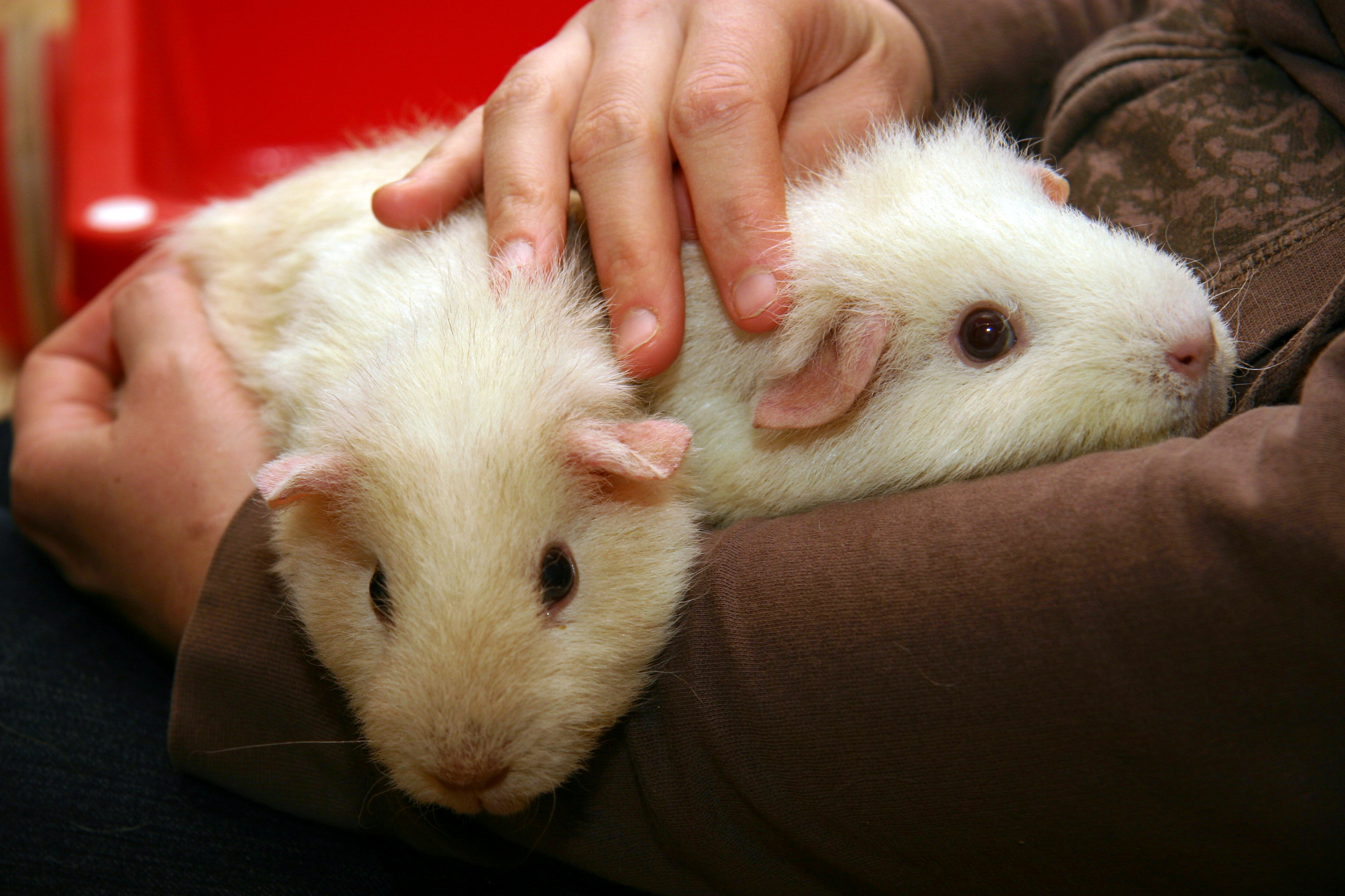 breeding guinea pigs
