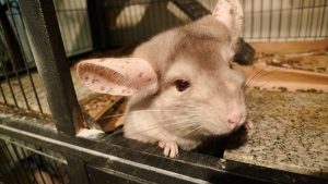 Breeding chinchillas