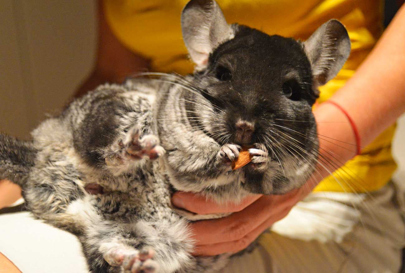 Breeding chinchillas