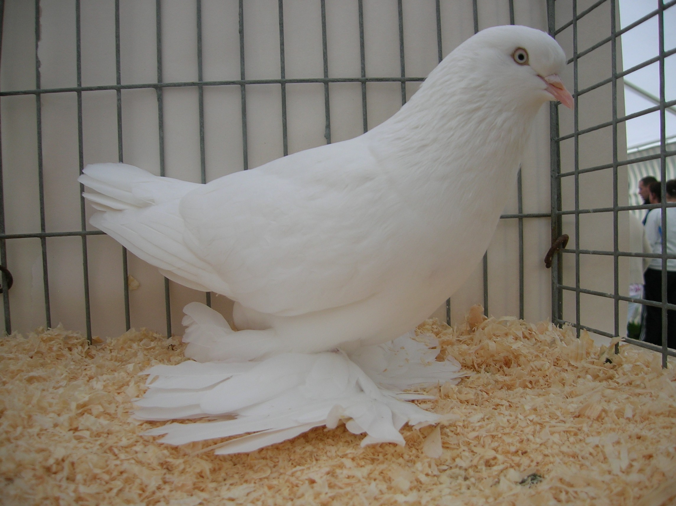 Breeding pigeons