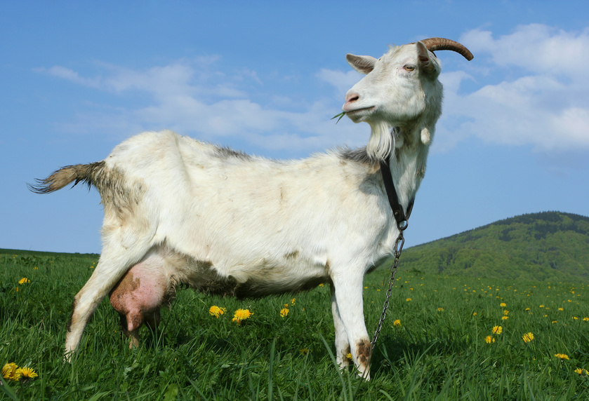 Breeding of goats