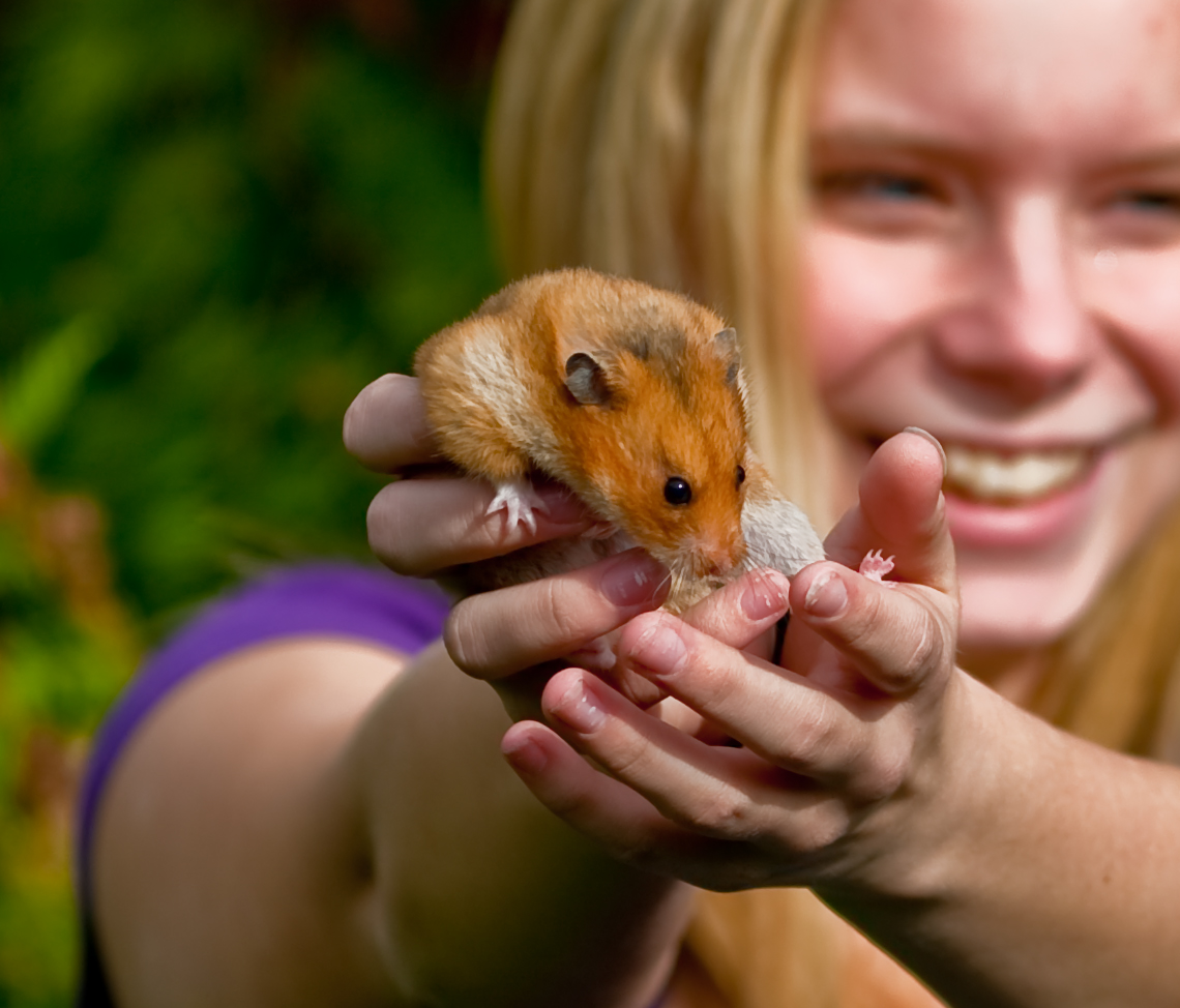 Breeding hamsters