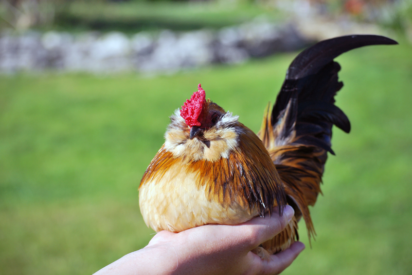 Breeding poultry