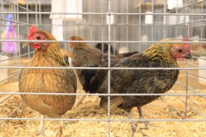 Breeding poultry