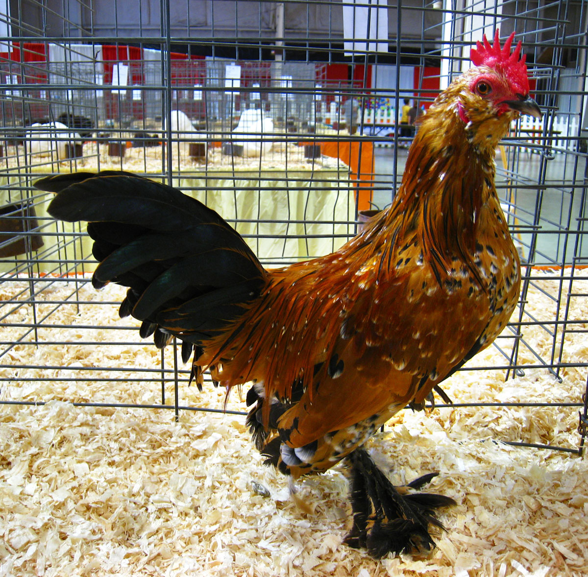 Breeding poultry