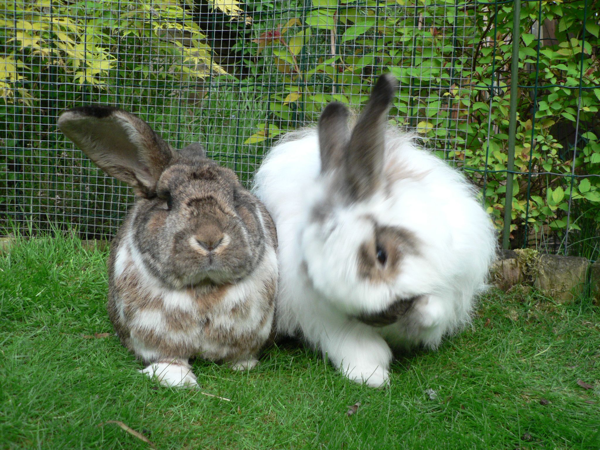 Breeding rabbits