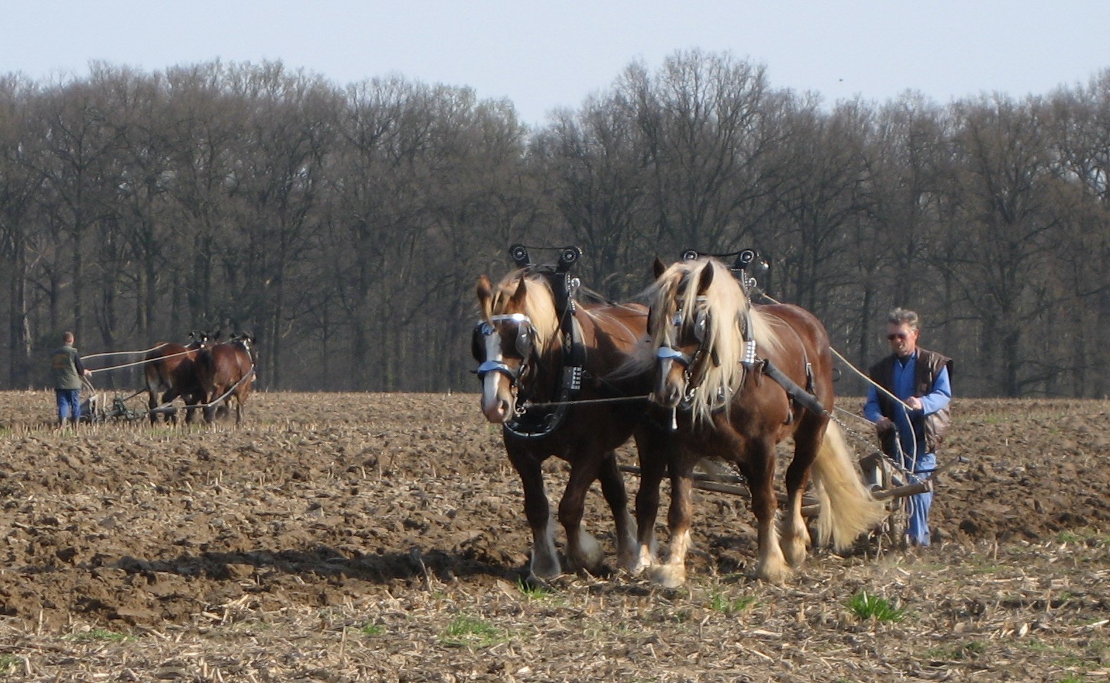 Breeding horses