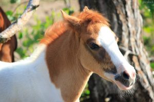 Breeding ponies