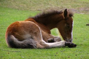 Breeding ponies