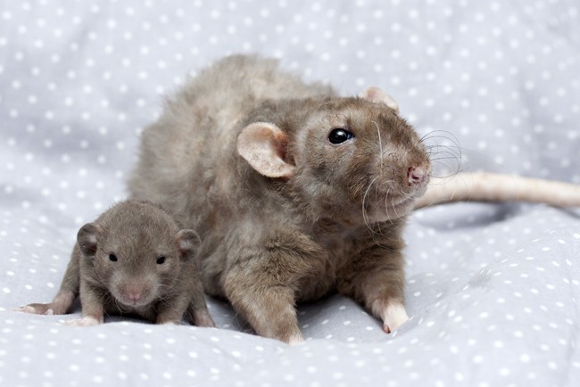 Breeding rats