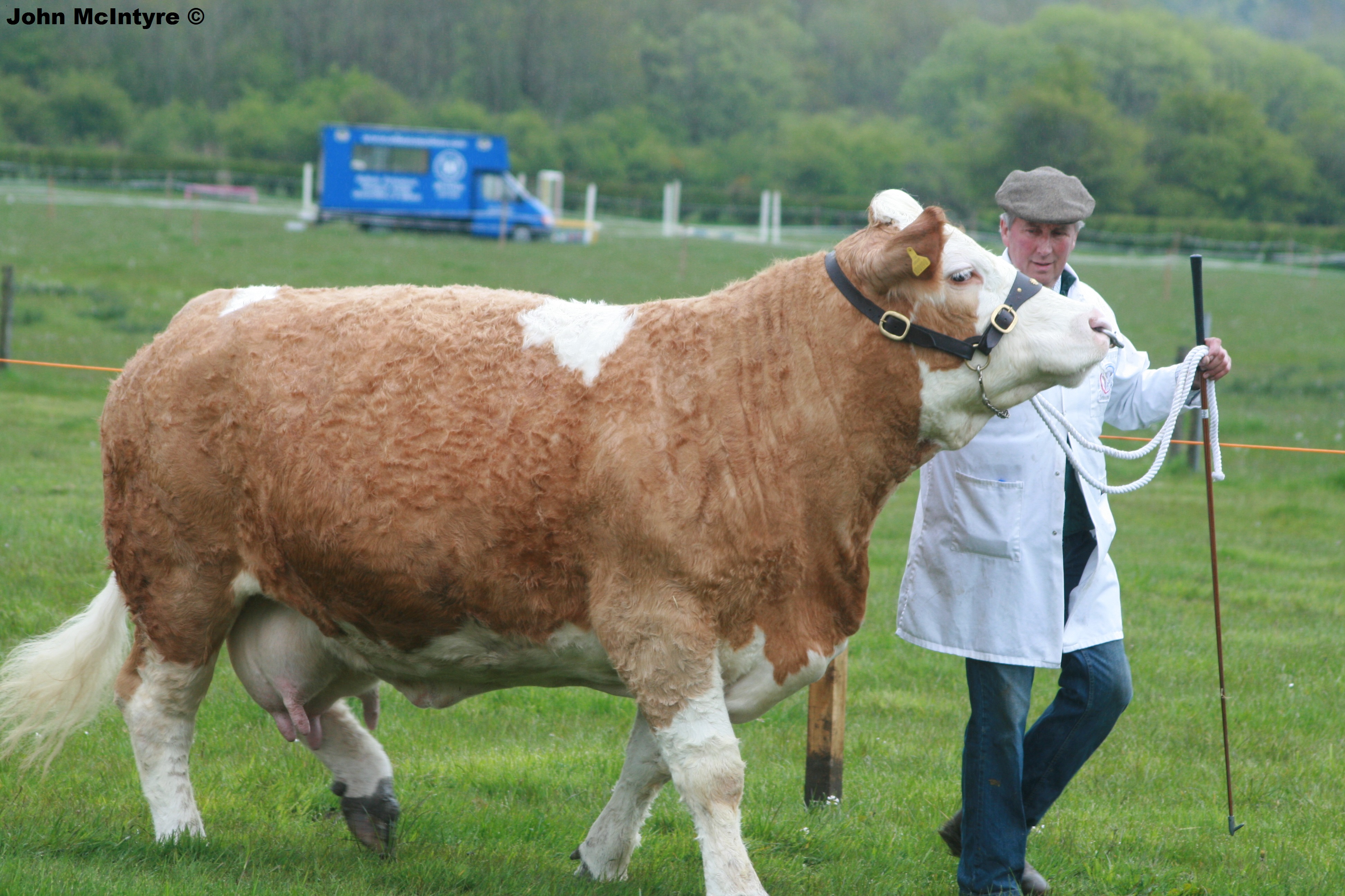 Free beef cattle management software Free beef cattle management software