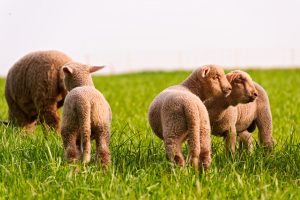 Breeding sheep