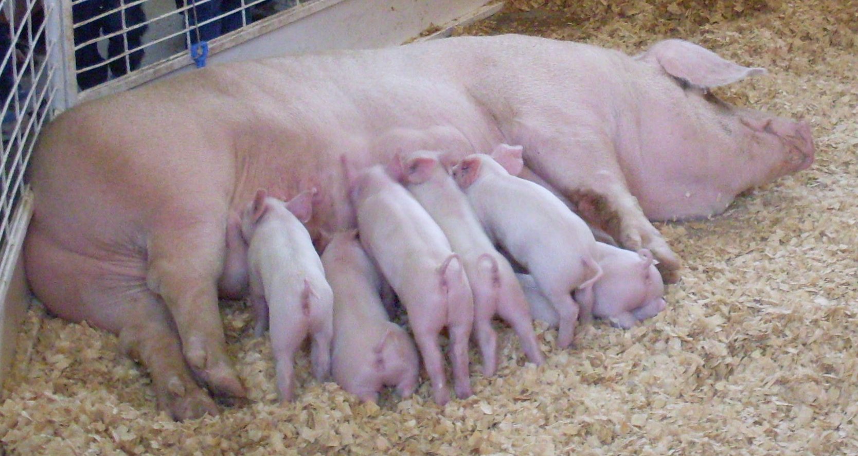 Breeding pigs