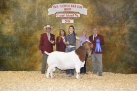 aAprina Acres Boer Goats