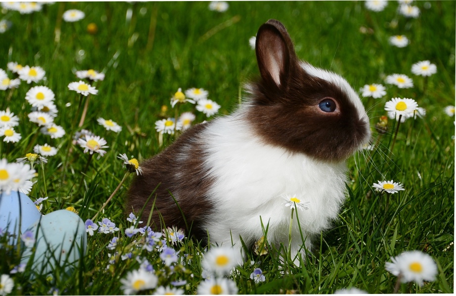 Breeding rabbits