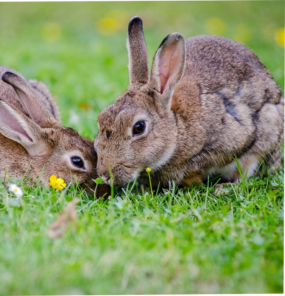 Breeding rabbits