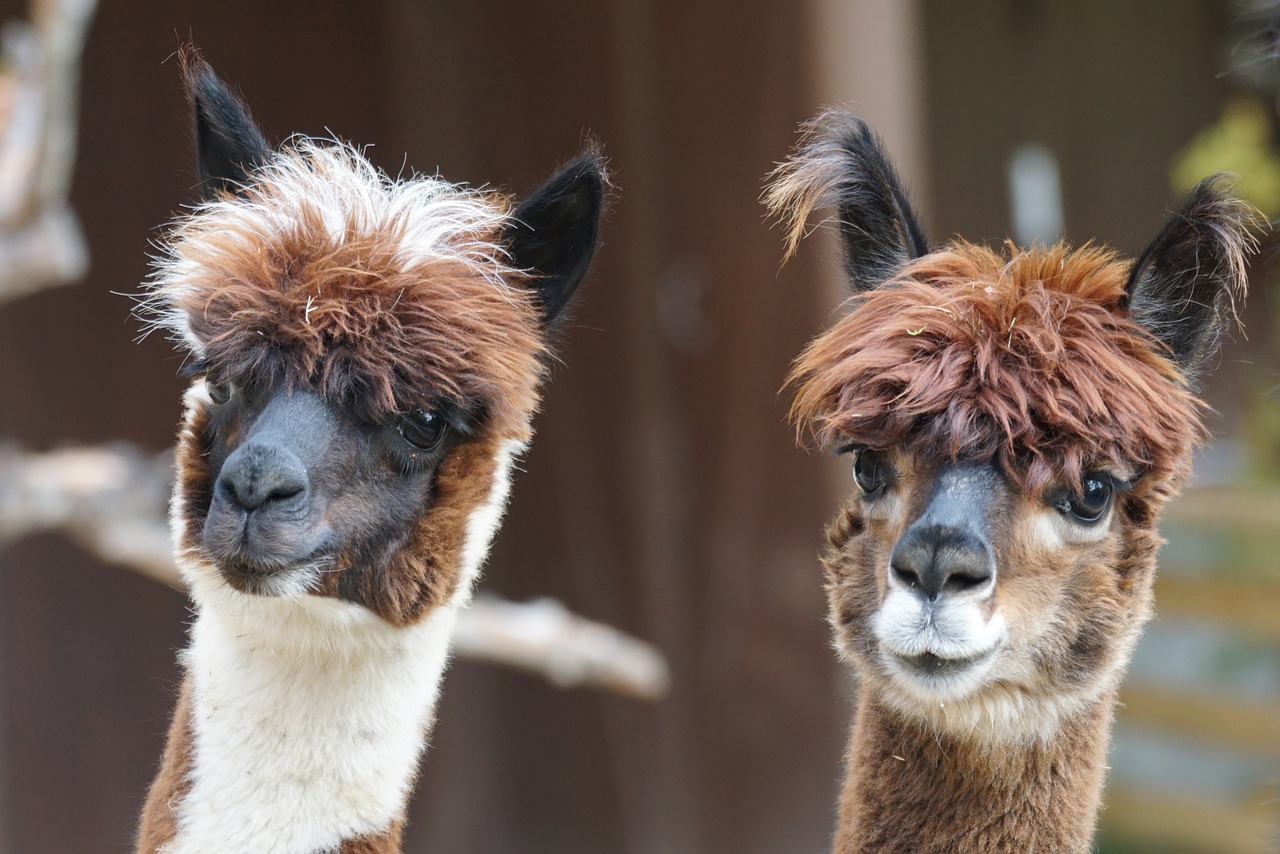 Breeding alpacas