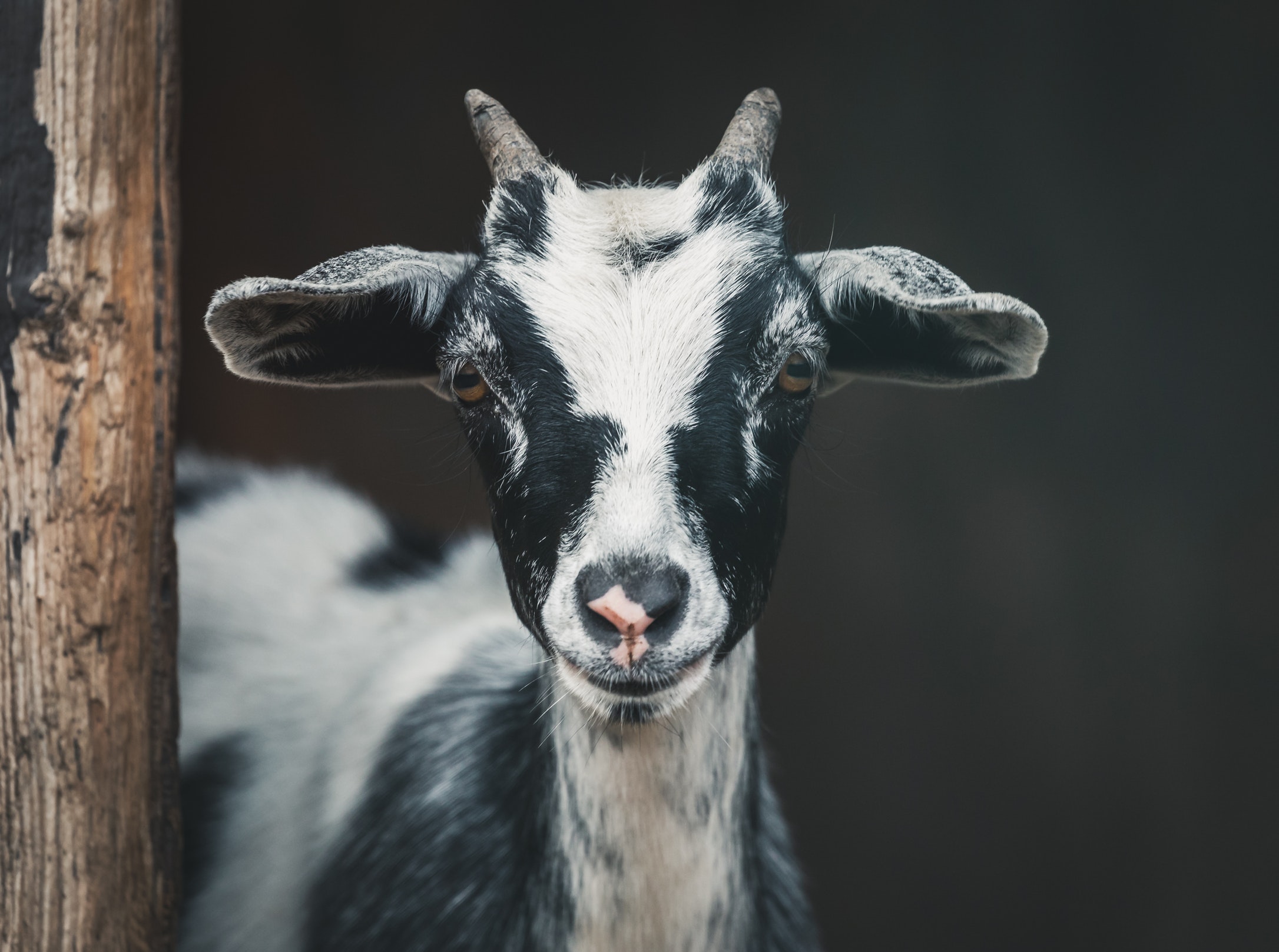 Breeding of goats