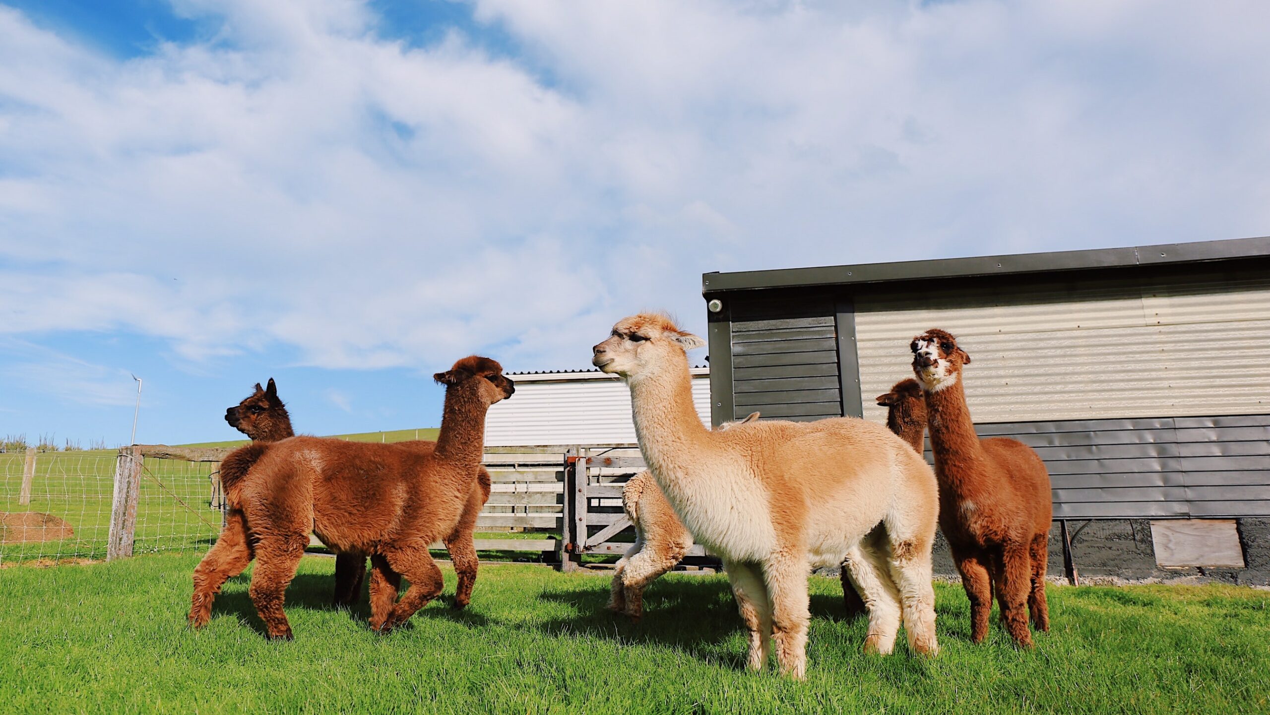 Breeding alpacas