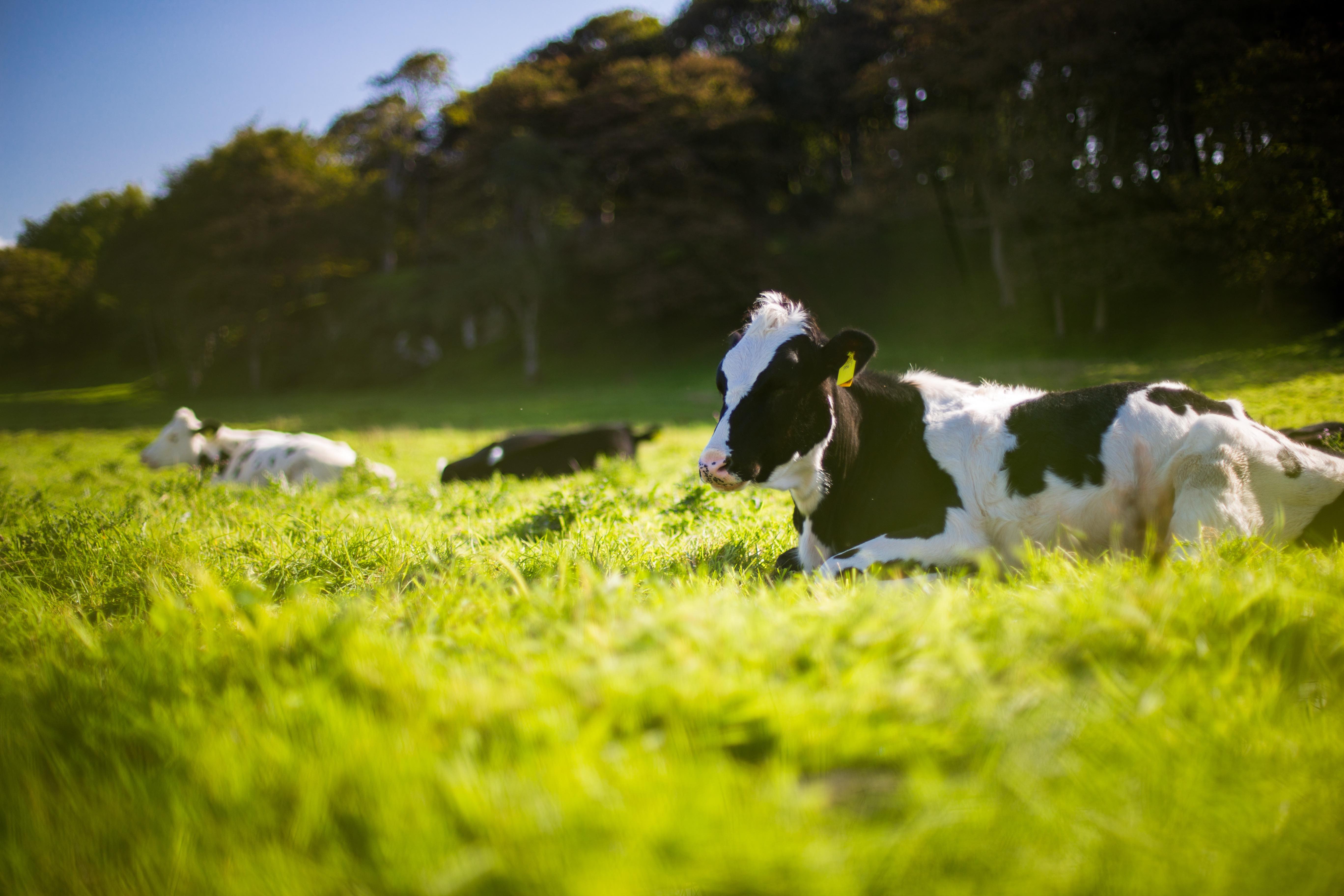 Breeding cattle