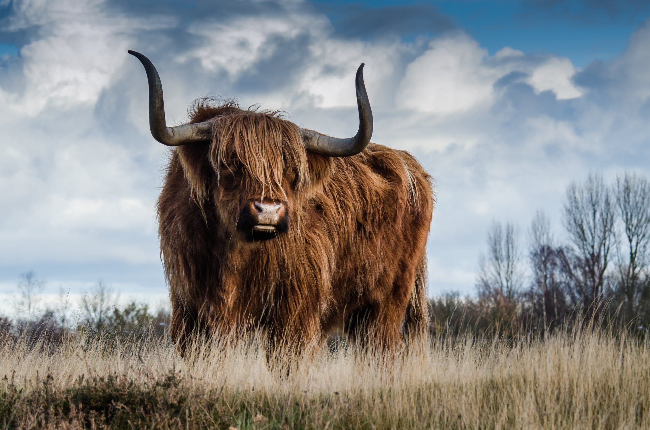 Breeding cattle