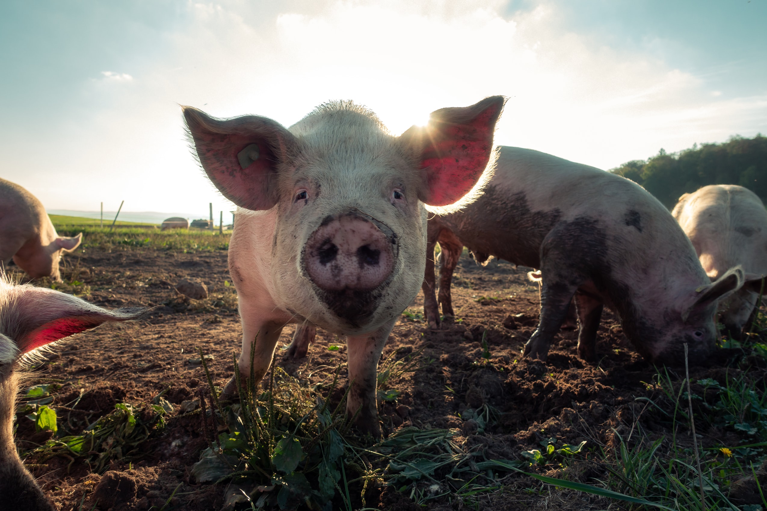 Breeding pigs