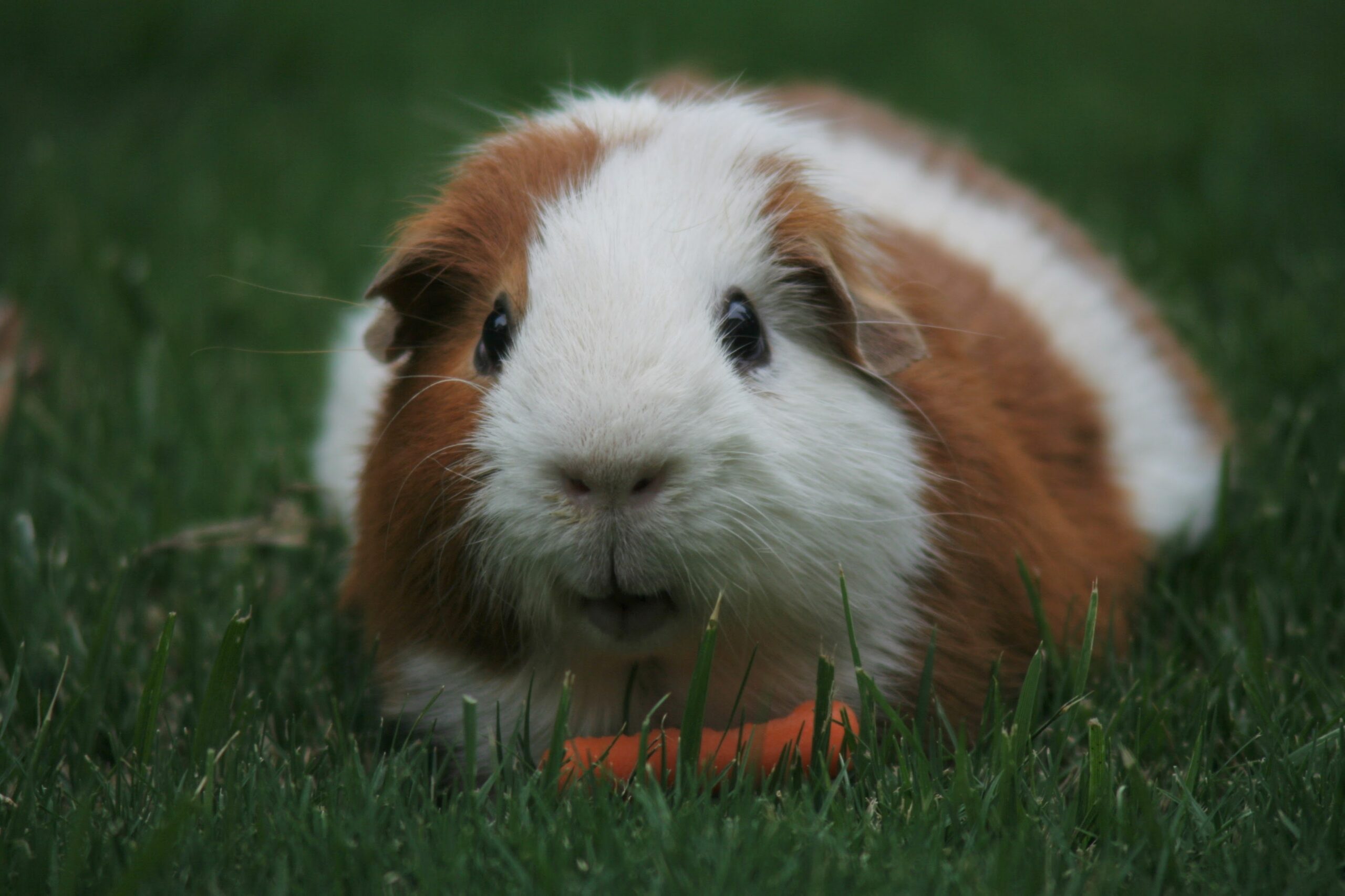 Breeding guinea pigs