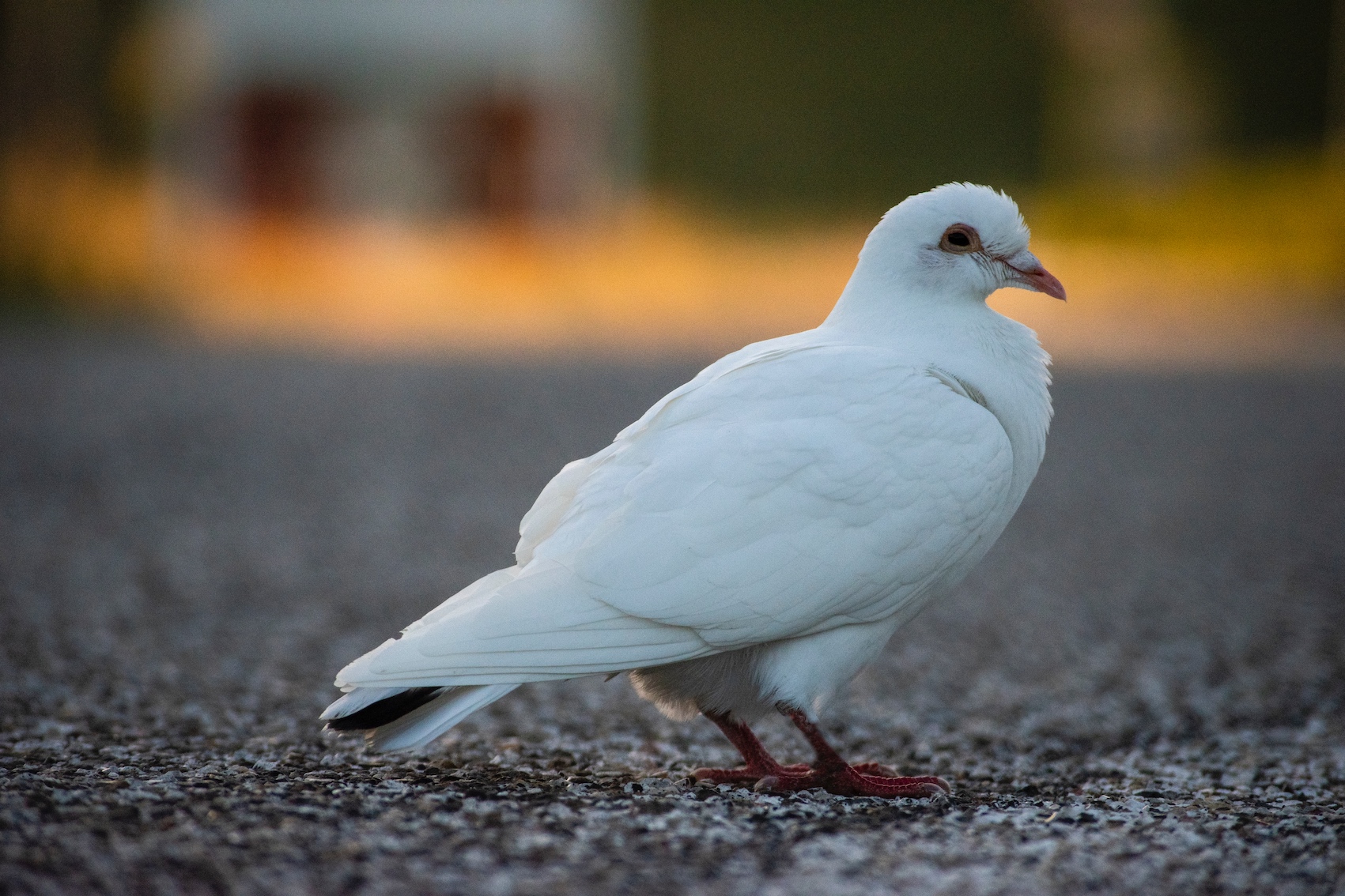 Breeding pigeons