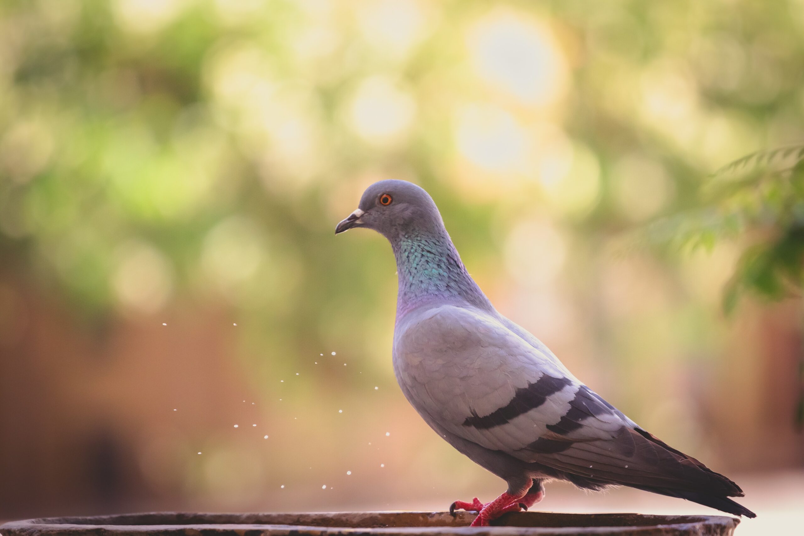 Breeding pigeons