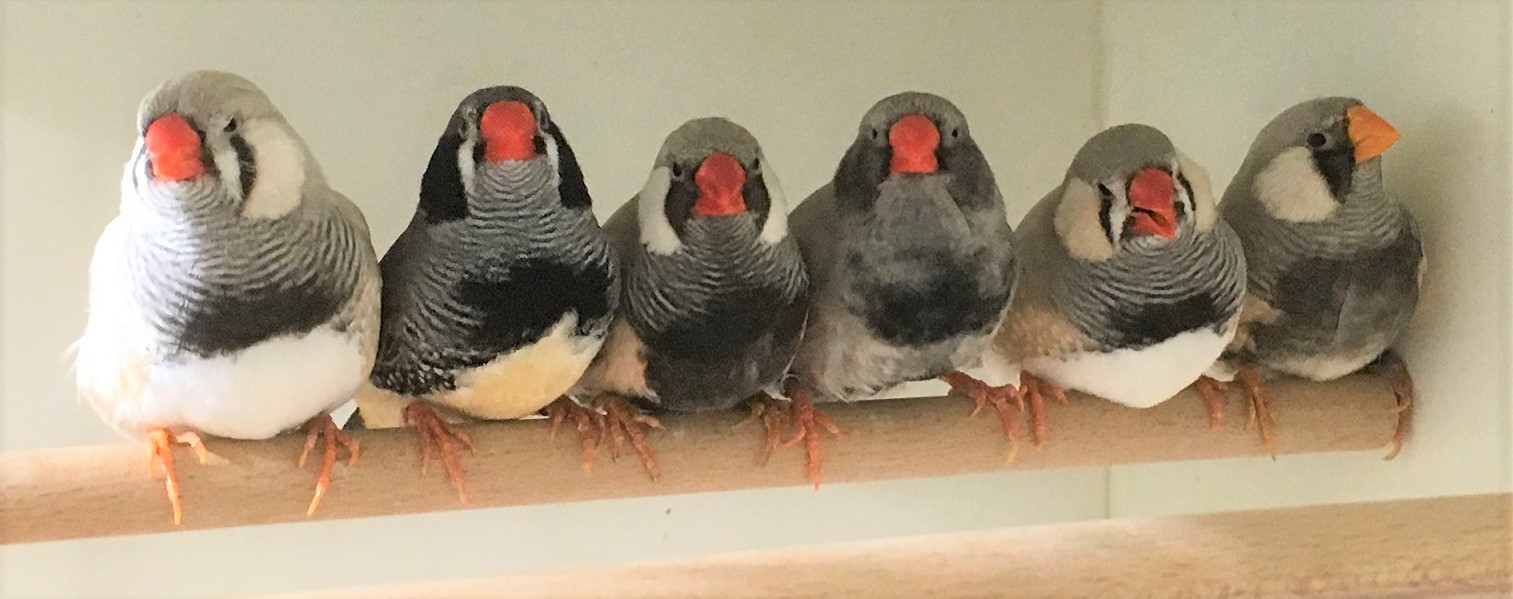 Breeding birds