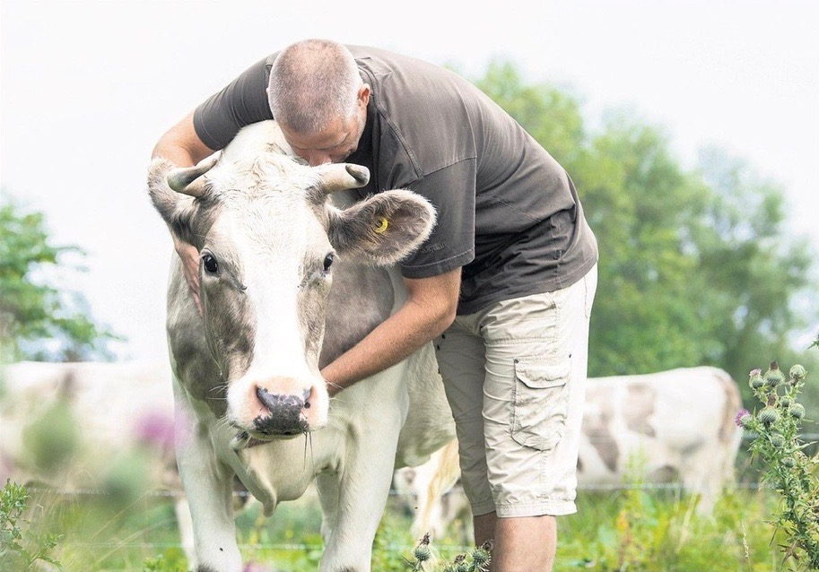 Breeding cattle