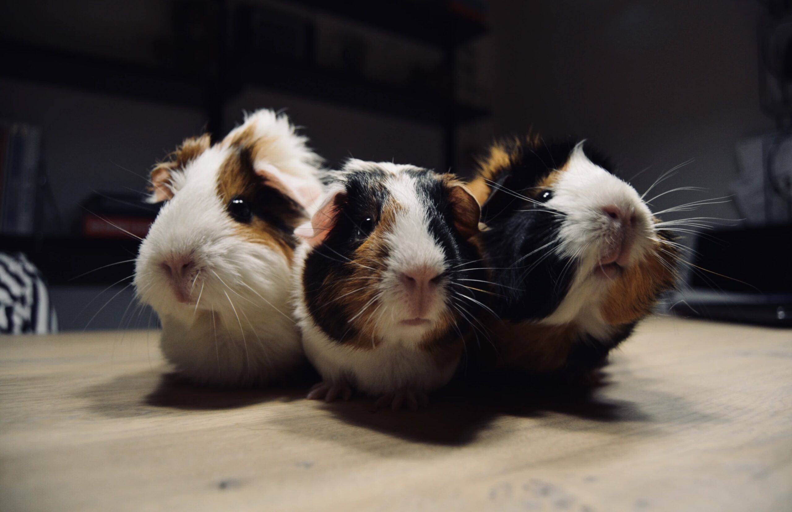 Breeding guinea pigs