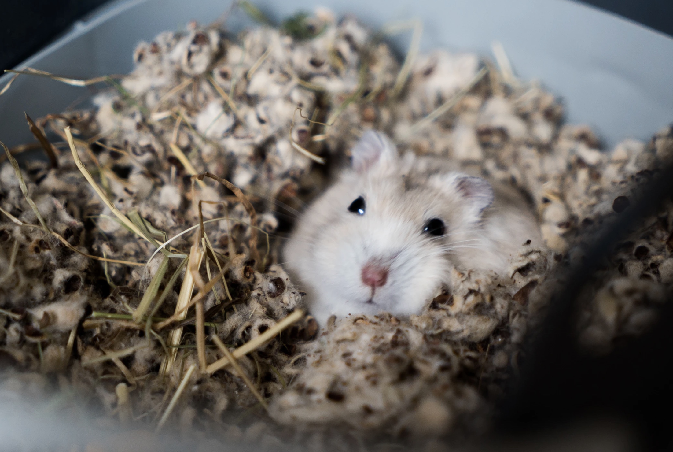 Breeding hamsters