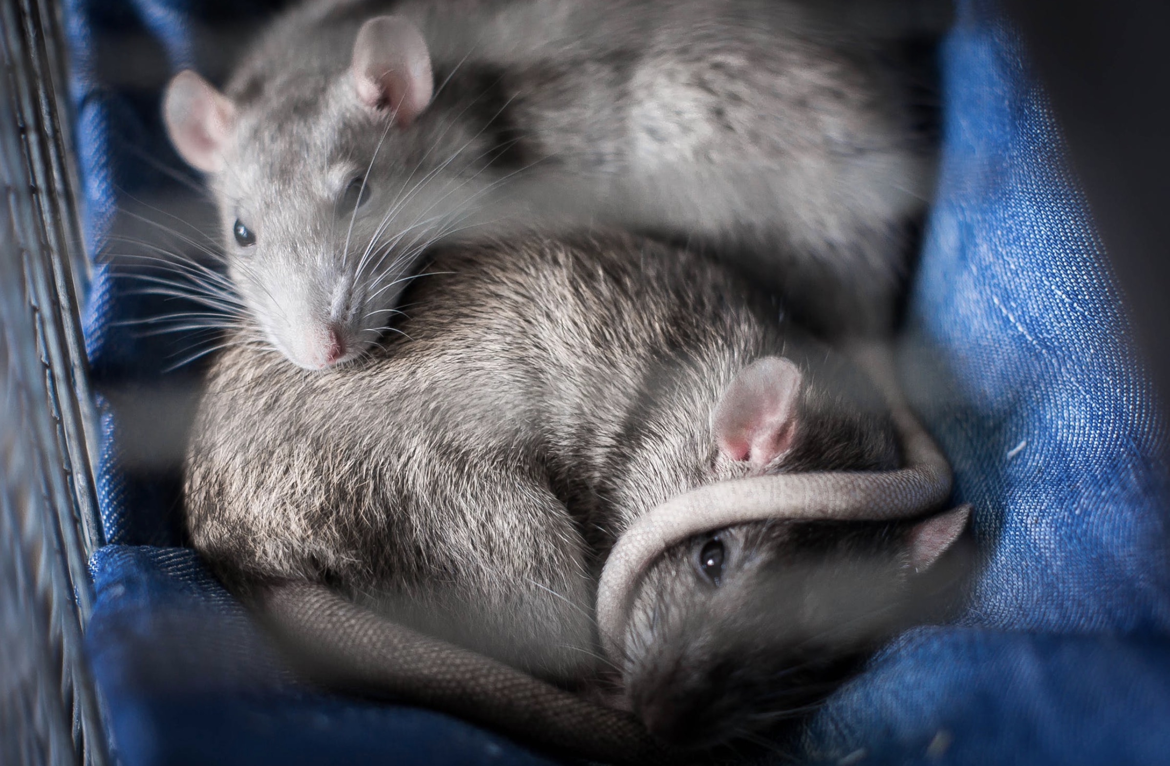 Breeding rats