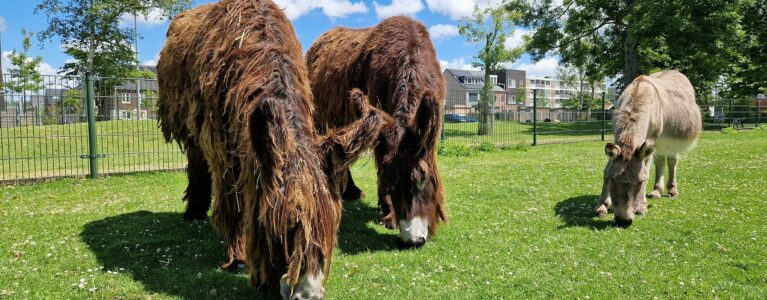 ‘Having insight into all the animals present is a great advantage for me’